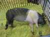Pig at the Ohio State Fair, Columbus, OH