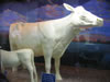 Lifesize cow made entirely of butter